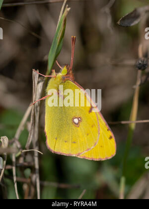 Colias croceus, assombri papillon jaune Banque D'Images