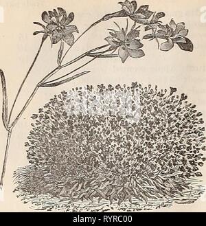 Dreer's quarterly Liste des prix de gros Dreer's quarterly Liste des prix de gros de semences, plantes &c. Hiver : édition Janvier 1896 Mars . dreersquarterlyw henr18961 Année : 1896 14 DREER'S LISTE DES PRIX DE GROS. 15 25 15 30 K) 10 10 20 10 20 40 15 25 20 50 50 40 15 30 15 40 30 10 10 50 80 50 15 1 50 30 10 20 75 30 25 75 2 00 50 10 1 00 Crystal Palace, Lobelia Compacta. Échange pkt. Par oz. Usine à glace 10 Impatiens Sultani 50 Ipomea Coccinea Bona Nox '' ' Grandiflora hybrida (Fleur de lune) Eubro-ccerulea (Heavenly Blue).. ' Setosa Kenilworth mixte Ivy Lantana, fine-mixte, Nain, Eocket mixe Banque D'Images