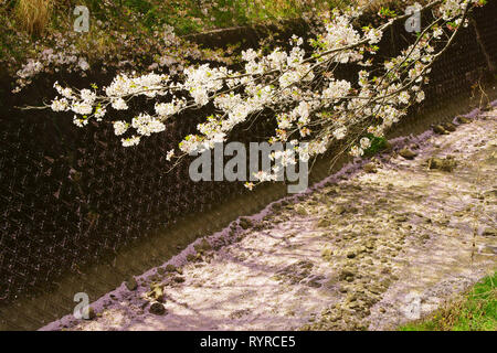 Les fleurs de cerisier tombant des arbres Banque D'Images