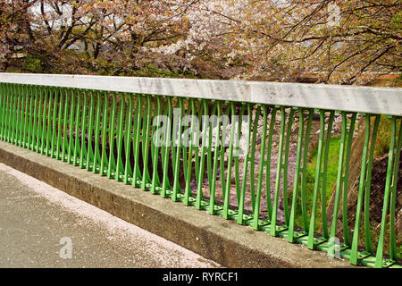 Les fleurs de cerisier tombant des arbres Banque D'Images