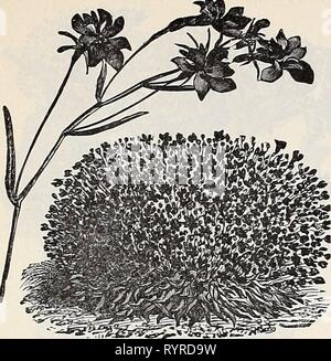 Dreer's quarterly Liste des prix de gros Dreer's quarterly Liste des prix de gros des graines fiables, plantes, bulbes &c . dreersquarterlyw1899henr Année : 1899 DREER EST FIABLE des graines de fleurs. 15 Crystal Palace, Lobelia Compacta. L'Ipomoea-suite. rubra coerulea (^Heavenly Bhie) [Setosa matin brésilien Giory) .... Jacobsea mixte élite impériale japonaise elegans, double mixte (Senecio) . . . Lantana hybrida, meilleurs Delphinium mixte, fusée nain nain mixte mixte candélabres empereur ' grand ' latifoHus fleurie stock Lathyrus, rouge [Everlasting Pea) . . Latifolius, blanc mixte ' splendens Lavandula s Banque D'Images