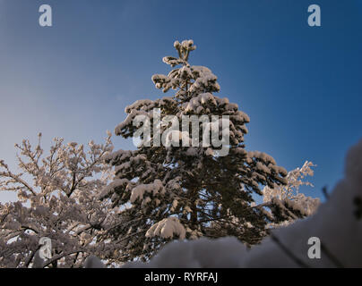 Des arbustes et un arbre couvert de neige dans la matinée avec un soleil et ciel bleu Banque D'Images