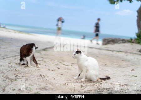 Les chats dans Kondoi Beach, Okinawa Prefecture, Japan Banque D'Images