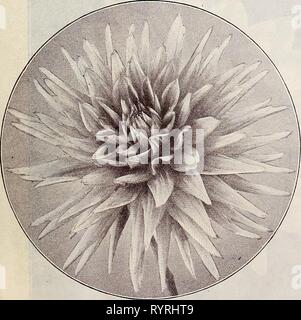 Dreer's Liste des prix de gros de l'Dreer Liste des prix de gros : graines plantes bulbes de natation, etc. les semences, outils, engrais, matériel divers, etc . dreerswholesalep 11905henr Année : 1905 GALLIARD Vénus. Une miniature ou Cactus Dahlia Pompon avec petite mais parfaite élégance fleurs blanc-neige. Racines, 15 cents chacun ; 1,50 $ par doz. ; 10,00 $ par 100. Ensemble de 18 variétés splendide pour 2,25 $. Sélectionnez Standard Cactus Dahlias. Arachne. ( L'Araignée Dahlia.) curieusement irrégulières, torsadées fleurs blanc crème bordé de Crimson ; toutefois varie en couleur et forme presque dans chaque fleur ; très intéressant. Au Banque D'Images