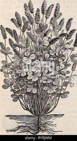 Dreer's Liste des prix de gros de gros Dreer automne automne liste de prix edition de septembre à décembre 1900 : fleurs de saison des semences, engrais, outils, etc . dreerswholesalep1900henr Année : 1900 Spécial du Dreer Mélanges de semences de graminées. Dreer's ' ' l'herbe pelouse d'Evergreen. Dreer's ' Liens ' Mélange. Pelouse meilleur bouilloire. Bus CAN. (20 lbs ) $ 325 par bus. (15 lbs.) $ 215 Dreer's 'Fairmount Park 'Gazon Dreer's 'Putting Green' mélange. Un bon mélange. Bus CAN. (20 lbs) 275] Par bus. (20 lbs) 400 u Dreer Pâturages permanents du mélange. m ^ m,t bus can. (20 livres), 2,75 $ par 100 kg ; 1250 ;Wifi GRAS Banque D'Images