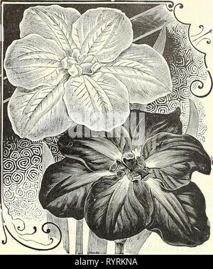 Dreer's Liste des prix de gros de gros Dreer liste de prix : bulbes plantes graines de fleurs, graines de légumes, graines de gazon, les engrais, les insecticides, les outils, etc . dreerswholesalep1903henr Année : 1903 IRIS ALLEMAND. IRIS K/"MPFI:R1 (IRIS japonais). Iris Kaempferi-suite. Shuchiukwa. Pourpre cramoisi, avec veines blanches, centre jaune et blanc halo. Trois grands pétales. Toro =Odori. Blanc pur, légèrement tracée avec du violet. Taiheiraku. Huit à dix pétales de mauve, violet pourpre des normes. Uji =-no =-hotaru. Six pétales, Deep Purple, ombré de bleu, qui s'approfondit au centre. (Jchiu. Six pétales, lumineux Banque D'Images