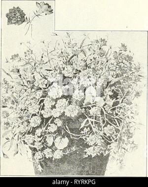 Dreer's Liste des prix de gros de gros Dreer : liste de prix pour des graines de légumes plantes fleuristes semences, outils, engrais, matériel divers, etc . dreerswholesalep 21908henr Année : 1908 IMPATIENS NOUVEAUX HYBRIDES NOUVEAU DOUBLE BLEU LOBELIA Banque D'Images