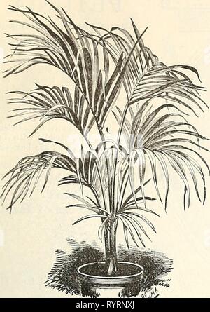 Dreer's quarterly Liste des prix de gros Dreer's quarterly Liste des prix de gros de semences, plantes, met en œuvre, &c. Hiver : édition, janvier 1893 . dreersquarterlyw mars1893henr Année : 1893 FLEURISTES ET MARAÎCHERS Banque D'Images