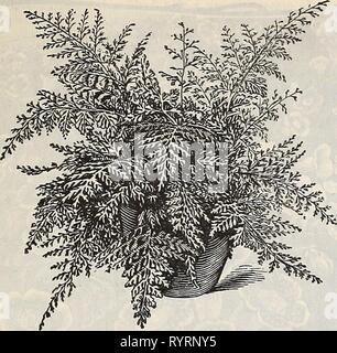 Dreer's quarterly Liste des prix de gros Dreer's quarterly Liste des prix de gros : plantes graines bulbes engrais outils divers &c . dreersquarterlyw1897henr Année : 1897 DREER'S LISTE DES PRIX DE GROS. 35 Banque D'Images