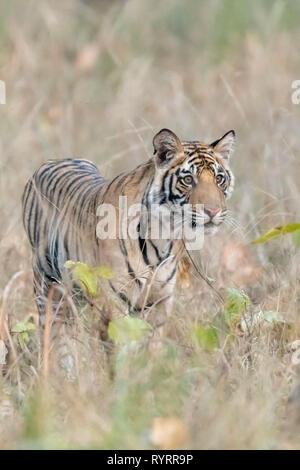 Femme Tigre du Bengale (Panthera tigris tigris) dans Bandhavgarth National Park, Inde Banque D'Images
