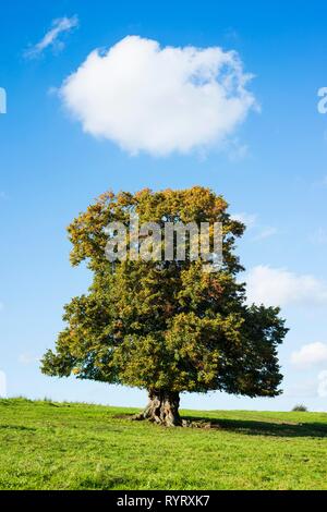 Vieux tilleul à grandes feuilles (Tilia platyphyllos) en automne, arbre solitaire, 400 ans, Thuringe, Allemagne Banque D'Images