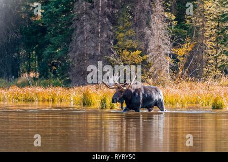 L'Élan (Alces alces), homme elk s'exécute dans un lac, Parc National de Grand Teton, Wyoming, USA Banque D'Images