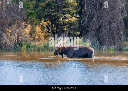 L'Élan (Alces alces), homme elk s'exécute dans un lac, Parc National de Grand Teton, Wyoming, USA Banque D'Images