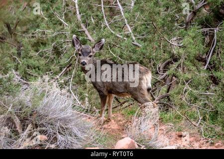 Le cerf mulet (Odocoileus hemionus) dans les sous-bois, vue de l'application Appareil photo, Bright Angel Trail, South Rim, le Parc National du Grand Canyon Banque D'Images