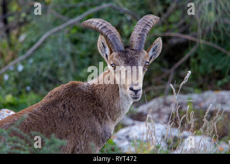 Portrait d'un homme sauvage bouquetin ibérique (Capra pyrenaica hispanica) avec des cornes sur la montagne en dessous de Comares en Andalousie Banque D'Images