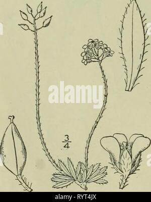 Une flore illustrée de la flore illustrée du nord des États-Unis, le Canada et les possessions britanniques : de Terre-Neuve jusqu'au parallèle de la limite sud de la Virginie et de l'océan Atlantique à l'ouest jusqu'à la 102e méridien . illustratedflo2ED02brit Année : 1913 13. Draba alpina L. Whitlow Alpin-herbe. Fig. L'année 2009. Draba alpina L. sp. PI. 642. 1753. Plante vivace par un caudex ramifié, densément pubescente, bords de touffes, j'-6' de hauteur. Toutes les feuilles basilaires, ensemble ou quelques dents, oblongues-lancéolées ou oblongues, obtuses ou aiguës, à l'apex, la plupart s'est rétréci à la base, cilié, ou- villous Banque D'Images