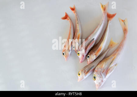 Poissons de mer aux couleurs vives - Grondin, rouge sur fond blanc Nom scientifique : Chelidonichthys cuculus Banque D'Images