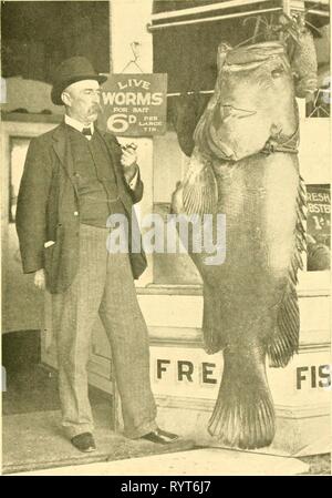 Les poissons comestibles de nouveau les poissons comestibles de la Nouvelle Galles du Sud : leur importance et leurs potentialités . ediblefishesofne00stea Année : 1908 de nouveaux poissons comestibles Sorrn promenades. Pr.MANGÉ XXVIII. Itaiara OuEENSLAXD Groper (Promicrops] (atteint une weiglit tlian- iiion de 400 livres.) Banque D'Images