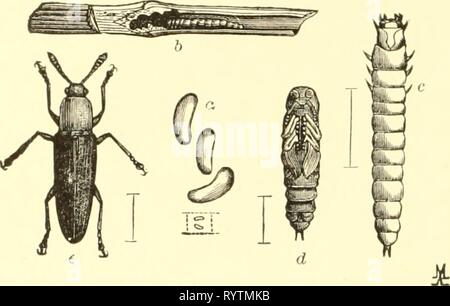 Entomologie économique pour l'agriculteur entomologie économique pour l'agriculteur et le producteur de fruits, et pour l'utiliser comme un texte-livre dans les écoles et les collèges agricoles ; . economicentomolo Année : 1906 smit00176 Une entomologie économique. noir, tandis que l'tiiorax est généralement plus ou moins rouge ou jaune Notre cloxer-espèces d'alimentation est L. mozardi. Il est rare qu'une espèce devient assez abondantes pour faire sensible en- FiG. 151. Fil'guria mozardi.-a, l'oeuf ; b, larve dans le trèfle ; souches c, larve, pupe ; d ; &Lt ; ?, adulte. jury ; mais dans le trèfle, si une zone infestée se produit, coupe étroite invite Banque D'Images