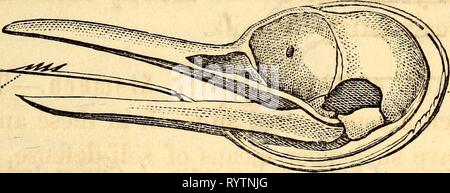 Anatomie et physiologie élémentaires en anatomie et physiologie élémentaires : pour des collèges, des académies, des écoles et d'autres . elementaryanato00hitc Année : 1869 ET LA PHYSIOLOGIE. 189 les mangeoires de légumes ayant un long tube, et la chair feeders de courte durée, car l'alimentation animale est si facile de la digestion, l'estomac et la partie de celui-ci si facilement repris par le lacteals. Ainsi, l'ox a un tube alimentaire quinze ou vingt fois la longueur du corps, s'élevant à un animal adulte à 150 pieds, les brebis un vingt-huit fois sa longueur, alors que nombre de carnivores l'annexe un qu'environ 3 tim Banque D'Images