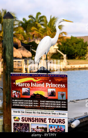 Grande aigrette (Ardea alba) perché sur une excursion en bateau signe à Rose Marina, Marco Island, Floride, USA Banque D'Images