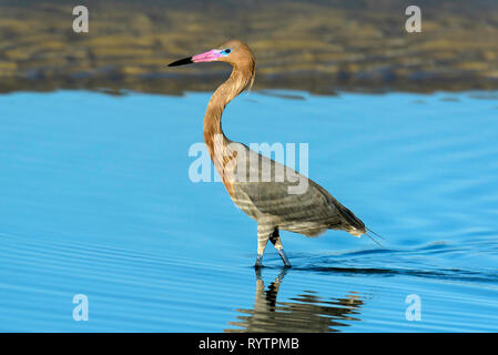 Aigrette garzette (Egretta rufescens rougeâtre) pataugeant dans un lagon d'eau salée près de Tigertail Beach, Marco Island, Floride, USA Banque D'Images