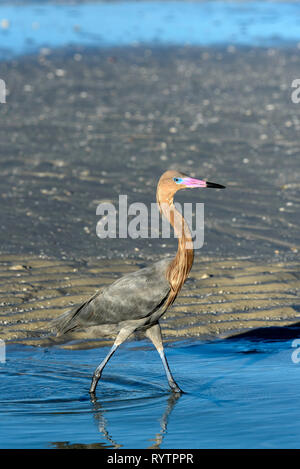 Aigrette garzette (Egretta rufescens rougeâtre) pataugeant dans un lagon d'eau salée près de Tigertail Beach, Marco Island, Floride, USA Banque D'Images