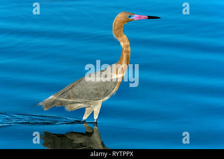 Aigrette garzette (Egretta rufescens rougeâtre) pataugeant dans un lagon d'eau salée près de Tigertail Beach, Marco Island, Floride, USA Banque D'Images