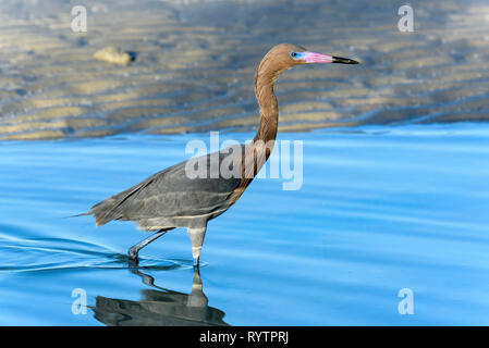 Aigrette garzette (Egretta rufescens rougeâtre) pataugeant dans un lagon d'eau salée près de Tigertail Beach, Marco Island, Floride, USA Banque D'Images