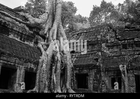 Racines de Tetrameles nudiflora, cet exemple populairement connu sous le nom de 'Tomb Raider', envahir un mur de la cour intérieure, Ta Prohm, Angkor, Siem Re Banque D'Images