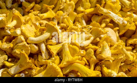 La girolle champignon avec le marron. Cantharellus cibarius communément connu sous le nom de la chanterelle ou girolle est un champignon. C'est probablement le meilleur savoir Banque D'Images