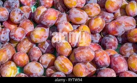 Beaucoup de prunes fraîches sur le panier. Un arbre à feuilles caduques il comprend de nombreuses variétés du fruit des arbres connus sous le nom de prune en anglais mais pas tous les prunes belon Banque D'Images