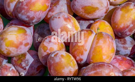 Plus près de la Prunus domestica ces fruits sont également connus pour être comme les prunes Banque D'Images