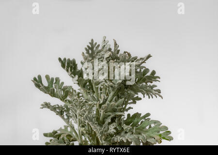 Artemisia stelleriana, plage ou l'absinthe, Dusty Miller, Plage, vieille femme sage Banque D'Images