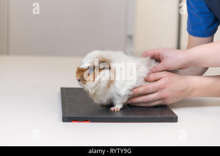 Mignon cobaye dans la pratique vétérinaire est examiné par le vétérinaire Banque D'Images