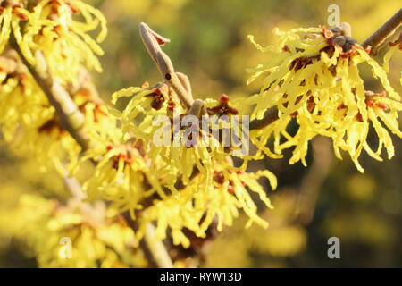 Hamamelis x intermedia 'Westerstede'. Parfumé, fleurs de l'hamamélis arachnéennes 'Westerstede' en février, UK Banque D'Images