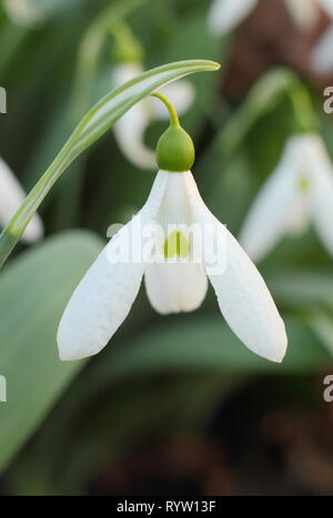 Galanthus elwesii. Floraison parfumée de Elwes's snowdrop en février, UK jardin. Aga Banque D'Images