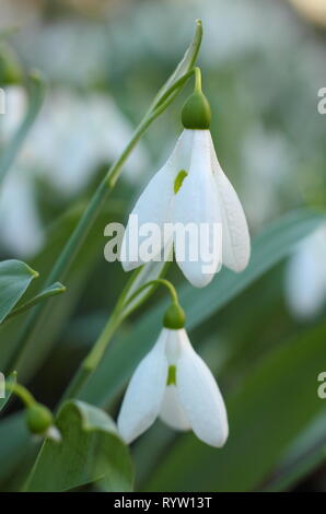 Galanthus elwesii. Fleurs parfumées de Elwesii perce-neige en février, UK jardin. Aga. Également appelé Elwes's snowdrop Banque D'Images