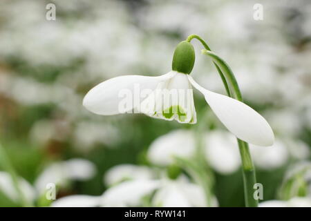 Galanthus. Arnott'. Floraison parfumée de Galanthus nivalis 'Sam Arnott' snowdrop en février, UK jardin. Banque D'Images