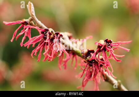 Hamamelis x intermedia ' Diane'. Fleurs orange profond arachnéennes, de l'hamamélis 'Diane' dans un jardin d'hiver, UK Banque D'Images