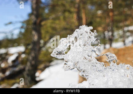 Dit morceau de glace sur l'arrière-plan flou de la forêt. Banque D'Images
