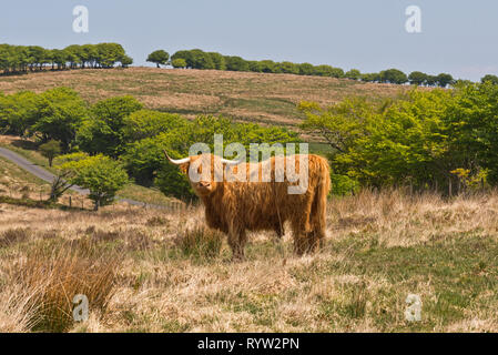 Roaming gratuit longicorne Highland cattle près de Almsworthy commune dans le cœur de l'Exmoor National Park dans le Somerset, England, UK Banque D'Images