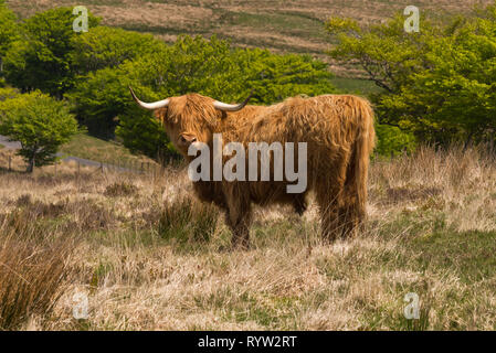 Roaming gratuit longicorne Highland cattle près de Almsworthy commune dans le cœur de l'Exmoor National Park dans le Somerset, England, UK Banque D'Images