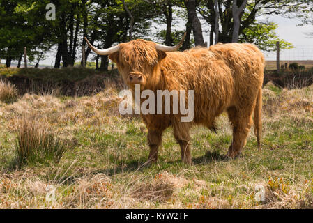 Roaming gratuit longicorne Highland cattle près de Almsworthy commune dans le cœur de l'Exmoor National Park dans le Somerset, England, UK Banque D'Images