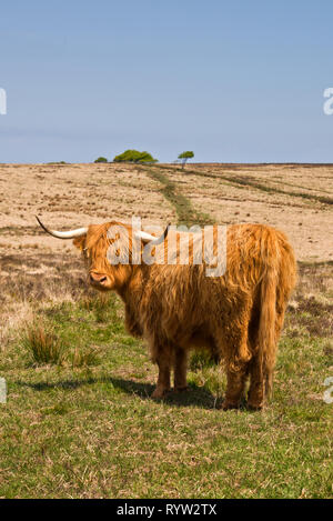 Roaming gratuit longicorne Highland cattle près de Almsworthy commune dans le cœur de l'Exmoor National Park dans le Somerset, England, UK Banque D'Images