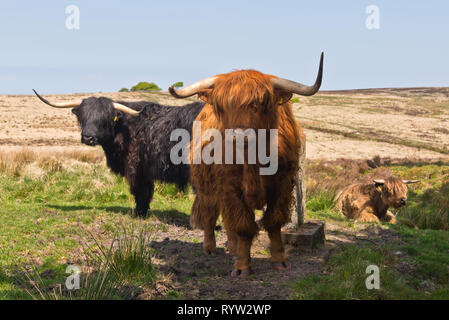 Roaming gratuit longicorne Highland cattle près de Almsworthy commune dans le cœur de l'Exmoor National Park dans le Somerset, England, UK Banque D'Images