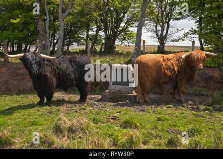 Roaming gratuit longicorne Highland cattle près de Almsworthy commune dans le cœur de l'Exmoor National Park dans le Somerset, England, UK Banque D'Images