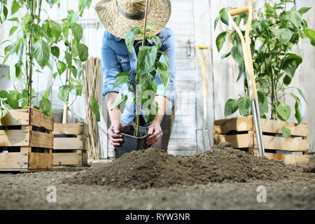 Femme travail dans le potager avec mains rempoter et planter un jeune plant sur le sol, prendre soin de la croissance des plantes, aliments biologiques sains produisent des conce Banque D'Images