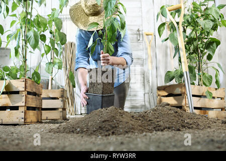 Femme travail dans le potager avec mains rempoter et planter un jeune plant sur le sol, prendre soin de la croissance des plantes, aliments biologiques sains produisent des conce Banque D'Images