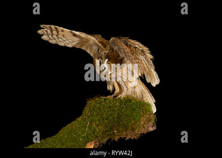 Owl garçon. Asio otus. Oiseau de Nuit de l'Europe Banque D'Images